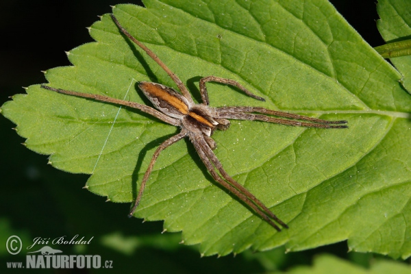 Raubspinne (Pisaura mirabilis)