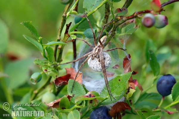 Raubspinne (Pisaura mirabilis)