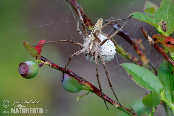 Raubspinne (Pisaura mirabilis)