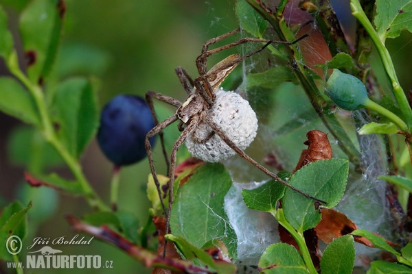 Raubspinne (Pisaura mirabilis)