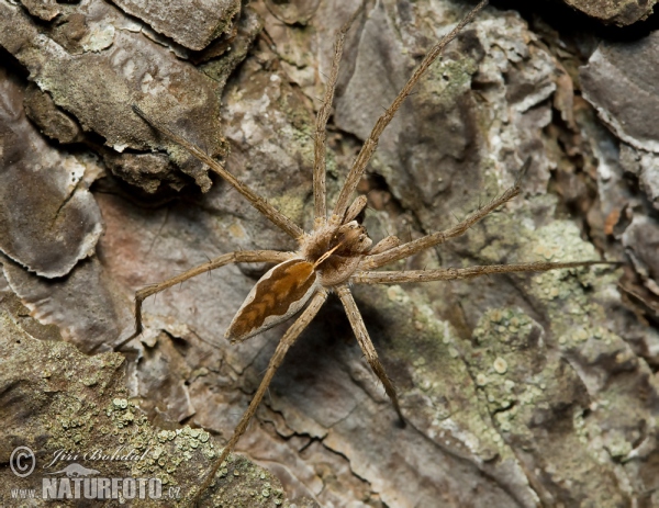 Raubspinne (Pisaura mirabilis)