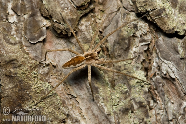 Raubspinne (Pisaura mirabilis)