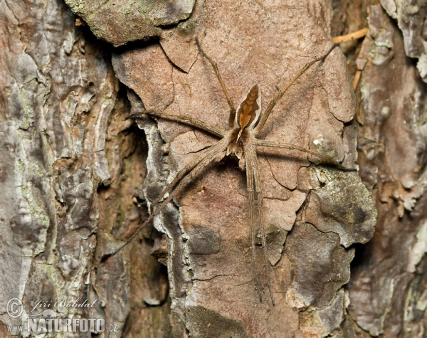 Raubspinne (Pisaura mirabilis)