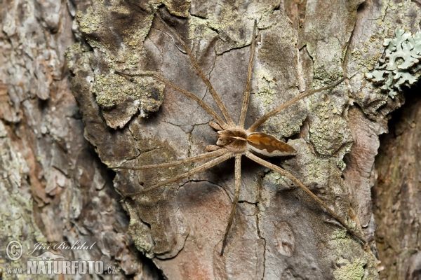 Raubspinne (Pisaura mirabilis)