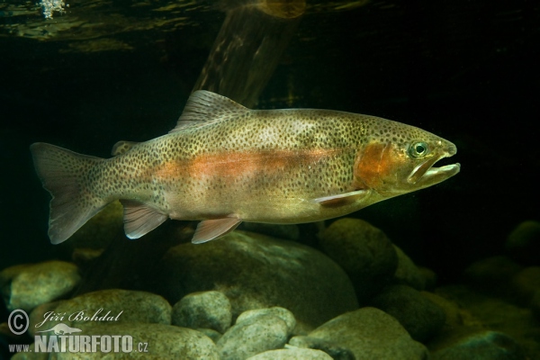 Regenbogenforelle (Oncorhynchus mykiss)