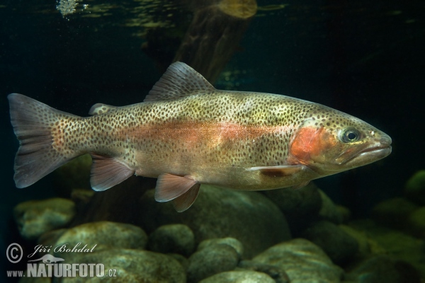 Regenbogenforelle (Oncorhynchus mykiss)