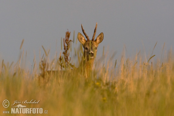 Reh (Capreolus capreolus)