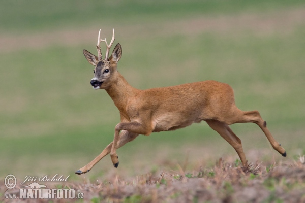 Reh (Capreolus capreolus)