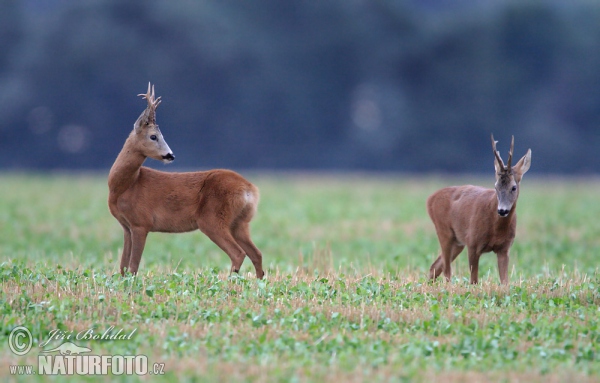 Reh (Capreolus capreolus)