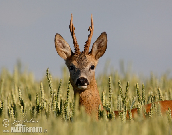 Reh (Capreolus capreolus)