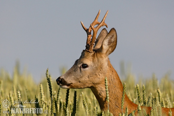 Reh (Capreolus capreolus)