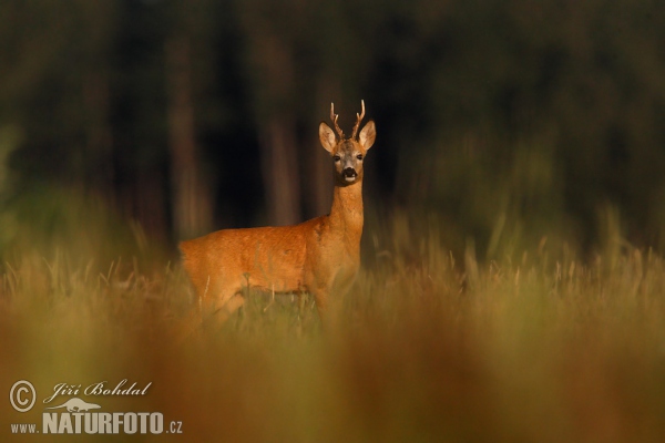 Reh (Capreolus capreolus)