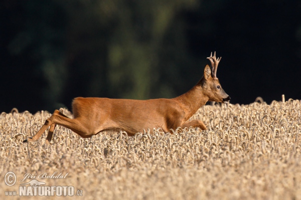 Reh (Capreolus capreolus)