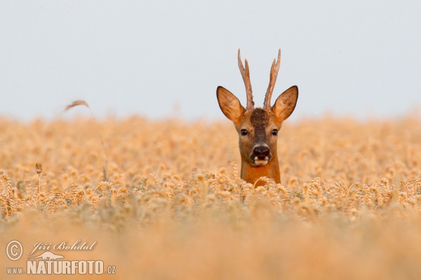 Reh (Capreolus capreolus)