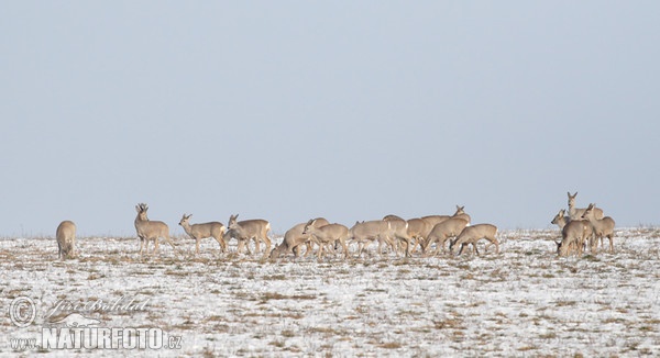 Reh (Capreolus capreolus)