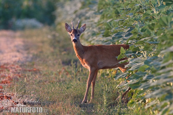 Reh (Capreolus capreolus)