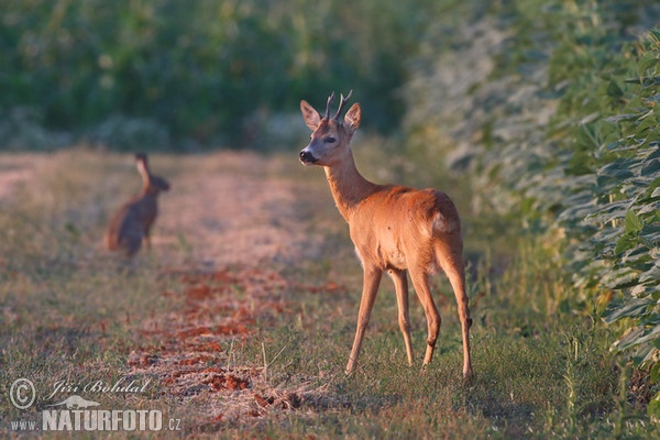 Reh (Capreolus capreolus)