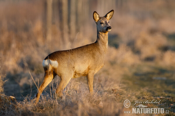 Reh (Capreolus capreolus)