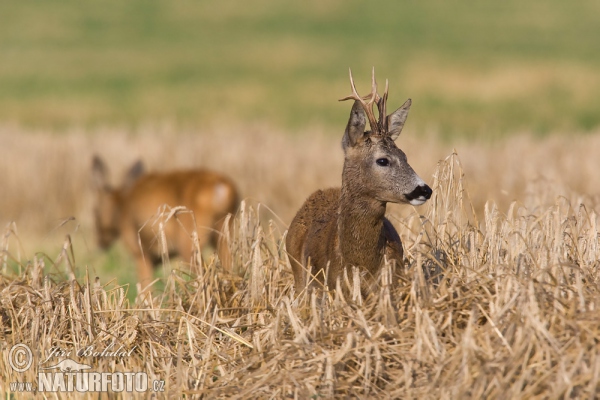 Reh (Capreolus capreolus)