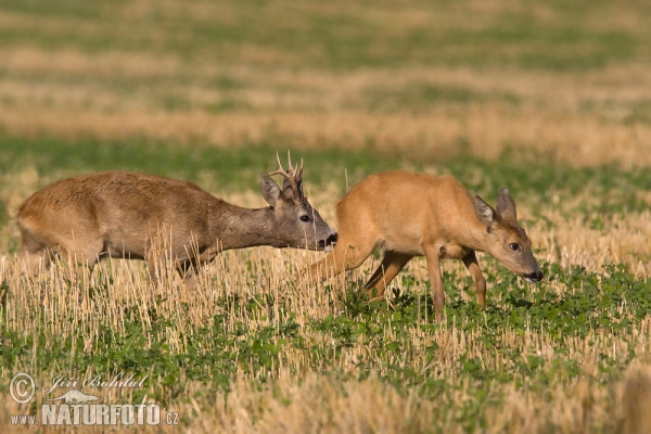 Reh (Capreolus capreolus)