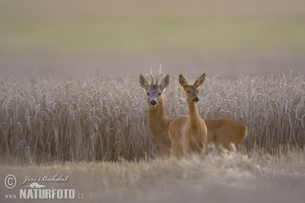 Reh (Capreolus capreolus)