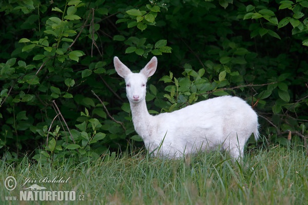 Reh - Albino (Capreolus capreolus)