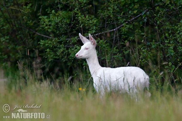 Reh - Albino (Capreolus capreolus)