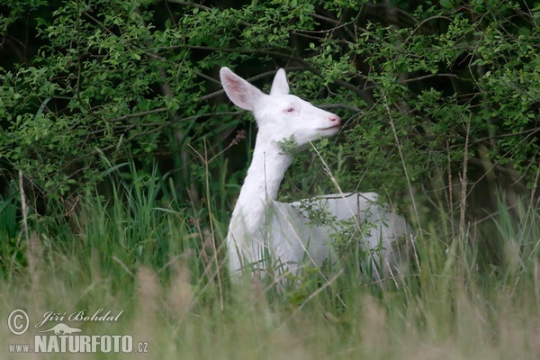 Reh - Albino (Capreolus capreolus)