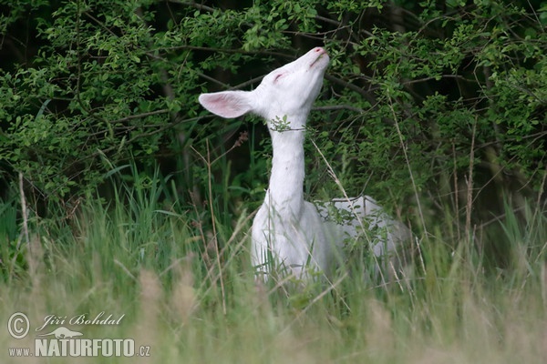 Reh - Albino (Capreolus capreolus)