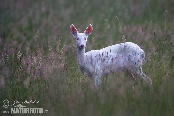 Reh - Albino (Capreolus capreolus)