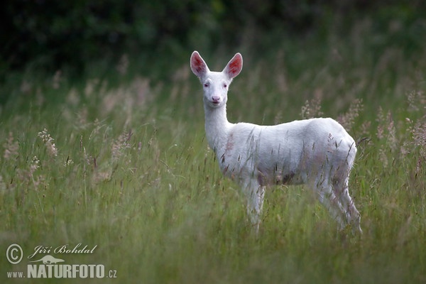 Reh - Albino (Capreolus capreolus)