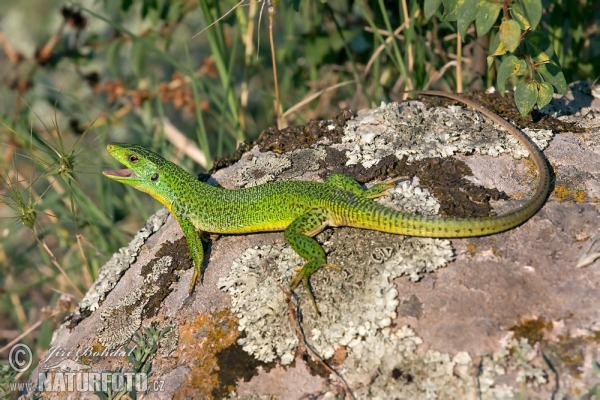 Reisensmaragdeidechse (Lacerta trilineata)