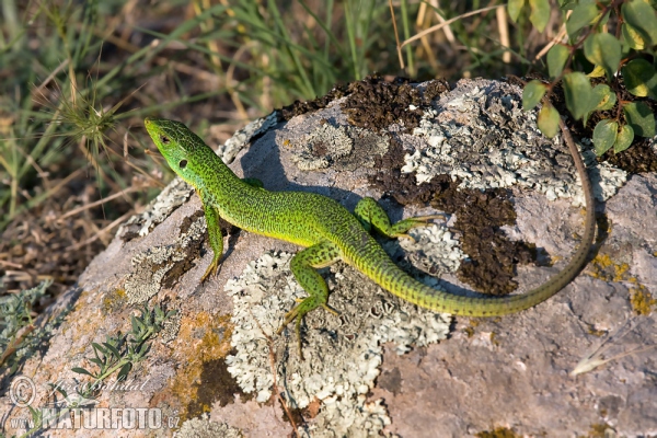 Reisensmaragdeidechse (Lacerta trilineata)