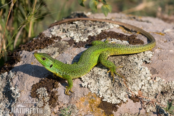 Reisensmaragdeidechse (Lacerta trilineata)