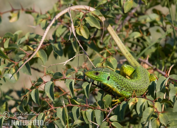 Reisensmaragdeidechse (Lacerta trilineata)