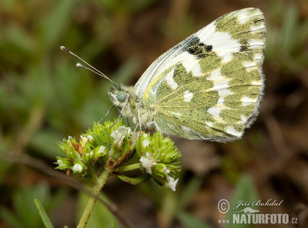 Resedaweissling (Pontia daplidice)