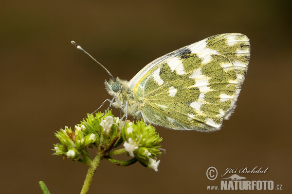 Resedaweissling (Pontia daplidice)