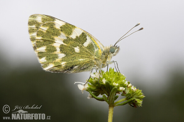 Resedaweissling (Pontia daplidice)