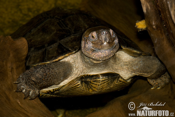 Riesen Erdschildkröte (Heosemys grandis)