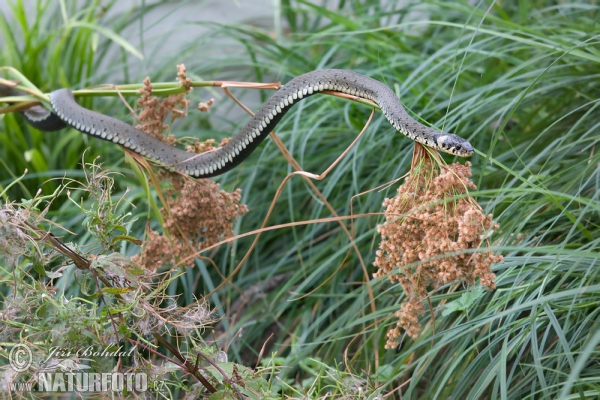 Ringelnatter (Natrix natrix)