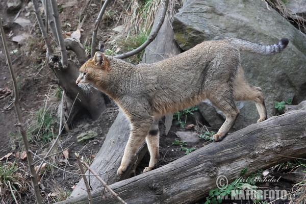 Rohrkatze (Felis chaus)