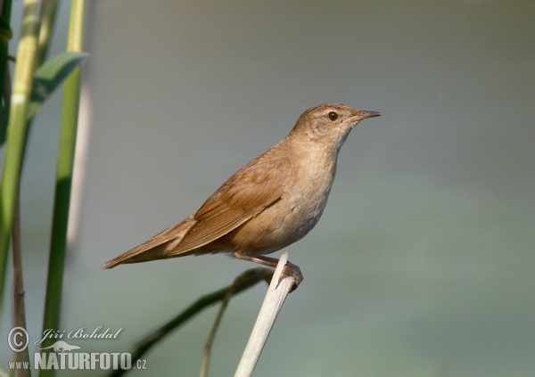 Rohrschwirl (Locustella luscinioides)