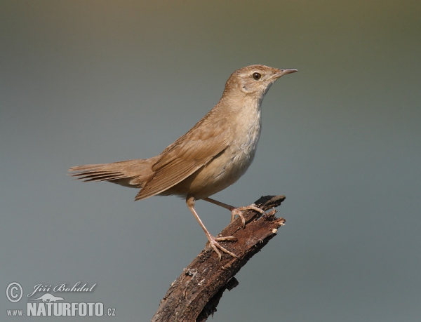 Rohrschwirl (Locustella luscinioides)