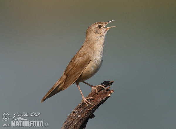 Rohrschwirl (Locustella luscinioides)