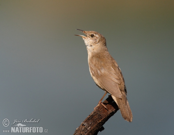 Rohrschwirl (Locustella luscinioides)