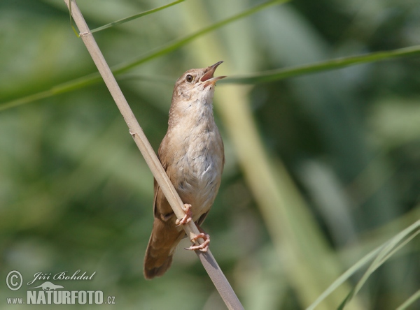 Rohrschwirl (Locustella luscinioides)