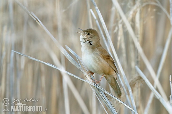 Rohrschwirl (Locustella luscinioides)