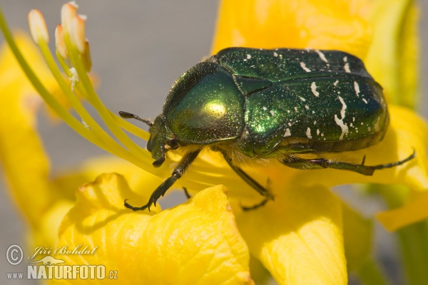 Rosenkafer (Cetonia aurata)