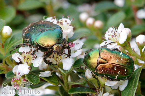 Rosenkafer (Cetonia aurata)