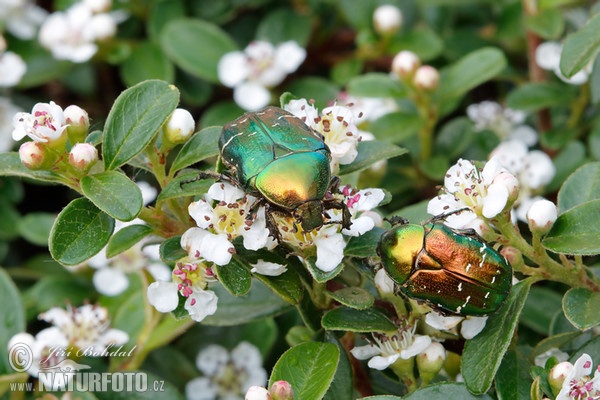 Rosenkafer (Cetonia aurata)